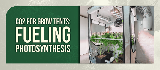 CO2 for Grow Tents: Fueling Photosynthesis