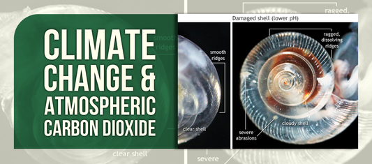 Climate Change & Atmospheric Carbon Dioxide