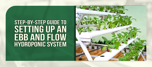 Step-by-Step Guide to Setting Up an Ebb and Flow Hydroponic System