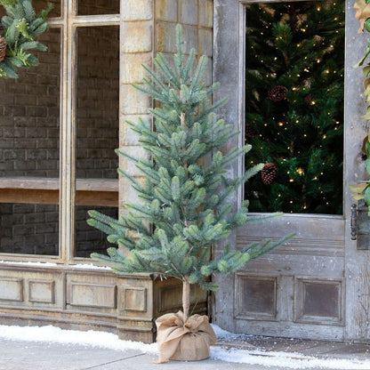 Park Hill Collection Tree Lot 60" Burlap Wrapped Blue Spruce Pine Tree Seedling with LED Battery Lights - XPQ90689